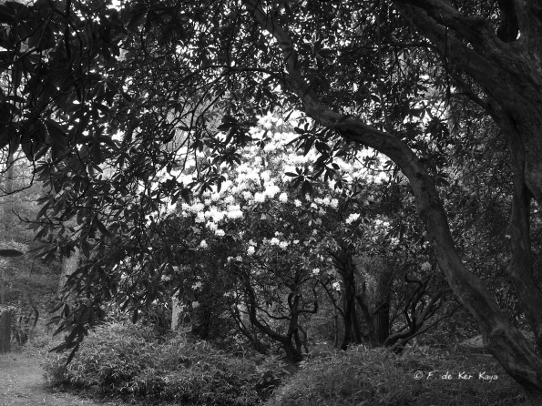 Bois des Moutiers (129) mai 2012